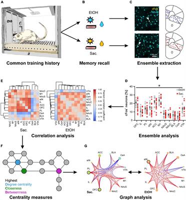 From ensembles to meta-ensembles: Specific reward encoding by correlated network activity